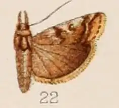 Acrobasis albirenalis
