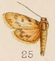 Rehimena stictalis