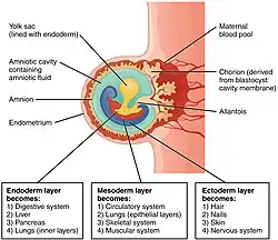 Embryo 3 weken oud (vanaf de bevruchting). yolk sac=dooierzak
