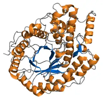 Amylase