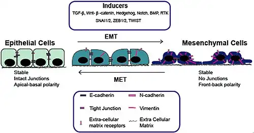 Epitheel-mesenchymale overgang (EMT) met transcriptiefactoren (inducers)