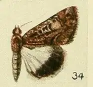 Aedia serapis