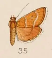 Cybalomia cervinalis