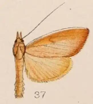Calamochrous sarcalis