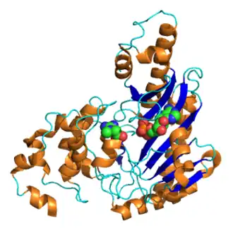 Kristalstructuur van creatinekinase met ADP en creatine.PMID 18977227