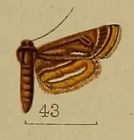 Oligostigma