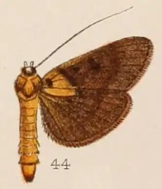 Filodes bilinealis