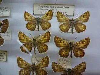 Thymelicus sylvatica