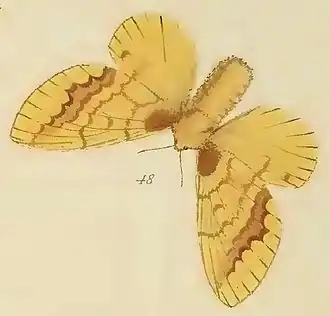Lechriolepis ramdimby