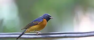 Pater Davids niltava