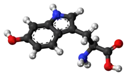 ▵ Molecuulmodel van 5-hydroxytryptofaan