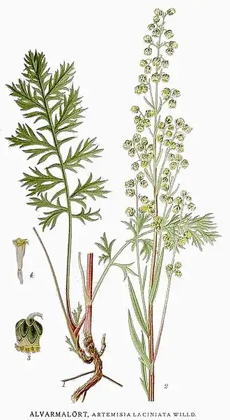Artemisia oelandica