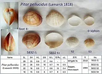 Pitar pellucidus