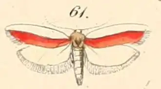 Hypercallia haematella