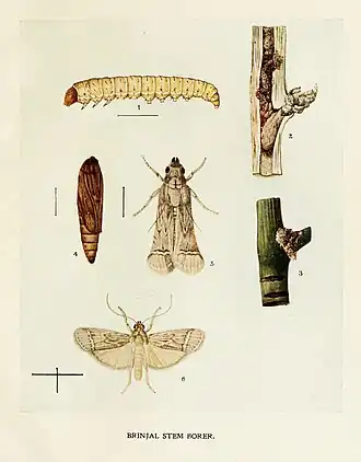 Euzophera perticella