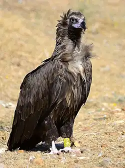 Monniksgier(Aegypius monachus)