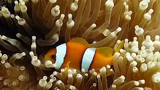 Amphiprion chagosensis