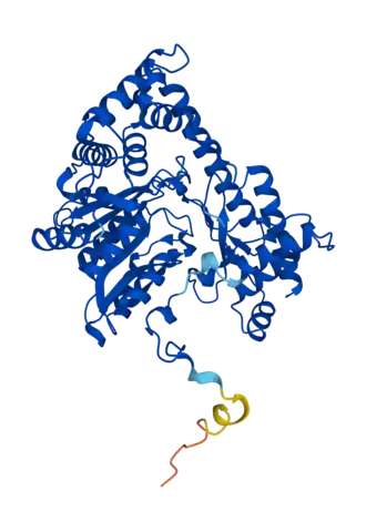Alanine-aminotransferase