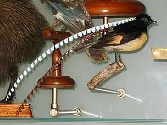 Opgezet mannetje in het AMNH.