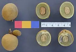 Longan: de zaadmantel zelf is niet in het zicht, maar wel smakelijk