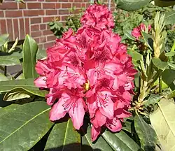 Rhododendron in een tuin