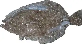 Paralichthys albigutta