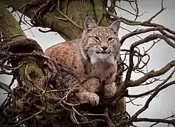 Noordelijke lynx
