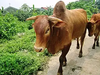 Een bruinkleurige stier in de Filipijnen