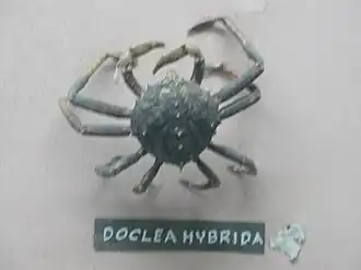 Doclea muricata