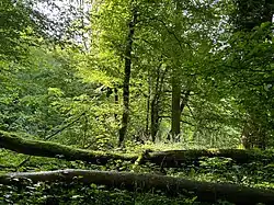 Lenteaspect van het sleutelbloem-eikenhaagbeukenbos