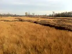 Het Aamsveen in de herfst