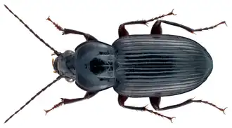 Abacetus parallelus