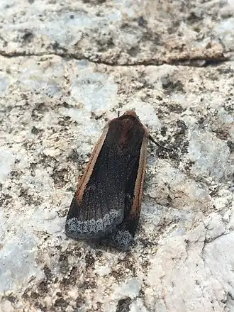 Abagrotis bimarginalis