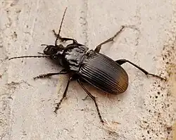 Gewone breedborst (Abax parallelepipedus)