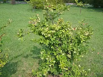 Abeliophyllum distichum