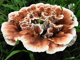 Toefige labyrintzwam