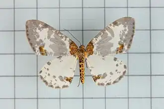 Abraxas adilluminata