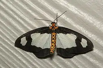 Abraxas expectata