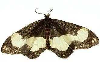 Abraxas flavimacula