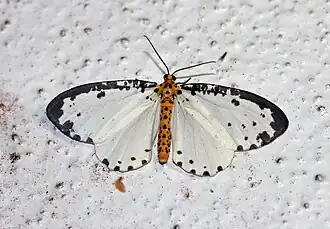 Abraxas incolorata