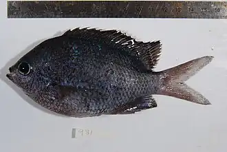 Abudefduf margariteus