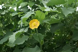 Abutilon indicum