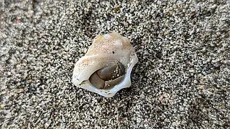 Acanthais triangularis