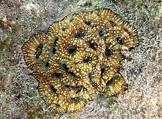 Acanthastrea echinata