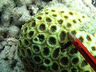 Acanthastrea faviaformis