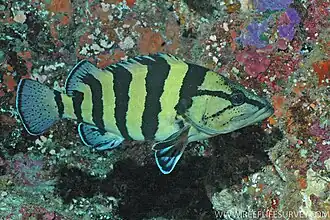 Acanthistius cinctus