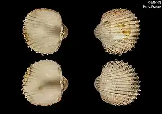 Acanthocardia deshayesii