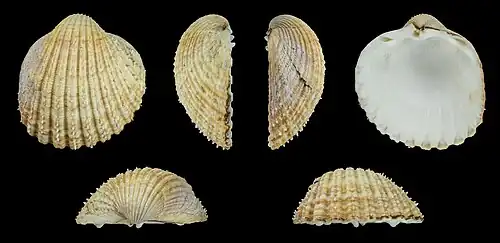 Acanthocardia echinata duregniRechter Klep