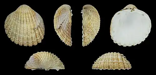 Acanthocardia echinata duregniLinker Klep