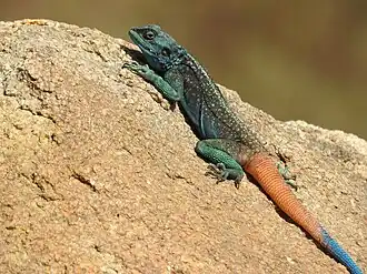 Acanthocercus adramitanus